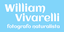  William Vivarelli